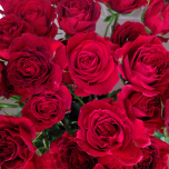Thats Red Jewel Rose Branchue d'Equateur Ethiflora